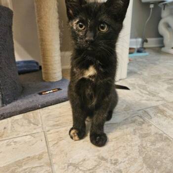Maple -  Domestic Short Hair Cat for Adoption in Fishers, Indiana - Maple | PetCurious