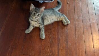 Jem -  Domestic Short Hair and Tabby Cat for Adoption in Omaha, Nebraska - Jem | PetCurious