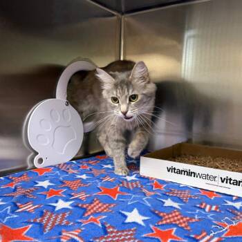 Honey Hot -  Domestic Long Hair Cat Available for Adoption in New York, New York - Honey Hot | PetCurious