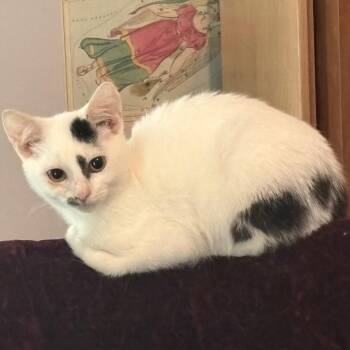 Rescue Domestic Short Hair Cats for Adoption in Hickory, North Carolina - Rosie | PetCurious