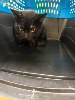 Rescue Domestic Short Hair Cats for Adoption in West Chester, Pennsylvania - Nandi Bear | PetCurious