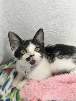 Rescue Tuxedo Cats for Adoption in Tavares, Florida - Sarah Sanderson | PetCurious