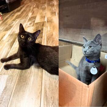 Mallo Cup & Pez -  Domestic Short Hair Cat for Adoption - Mallo Cup & Pez | PetCurious