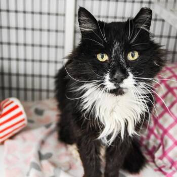 Merlin -  Domestic Long Hair Cat Available for Adoption in Trenton, New Jersey - Merlin | PetCurious