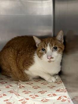 GISMO -  Domestic Short Hair Cat for Adoption in Las Vegas, Nevada - GISMO | PetCurious