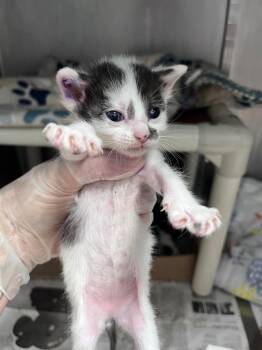Pocket Tee -  Domestic Short Hair Cat for Adoption in Cincinnati, Ohio - Pocket Tee | PetCurious