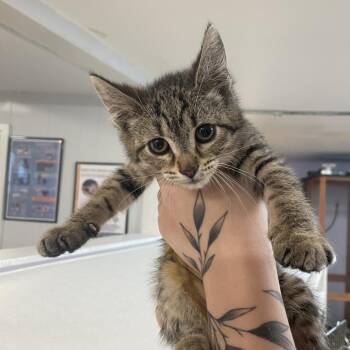 Wellsy -  Domestic Short Hair Cat Available for Adoption in Madison, Wisconsin - Wellsy | PetCurious