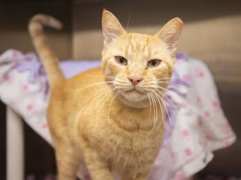 STEWIE -  Domestic Short Hair Cat for Adoption in Phoenix, Arizona - STEWIE | PetCurious