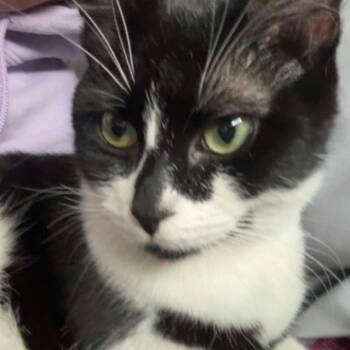 Cosmo -  Domestic Short Hair Cat for Adoption in Washougal, Washington - Cosmo | PetCurious