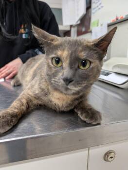 Domestic Short Hair Cats Available for Adoption in Fall River, Massachusetts - Lavender | PetCurious