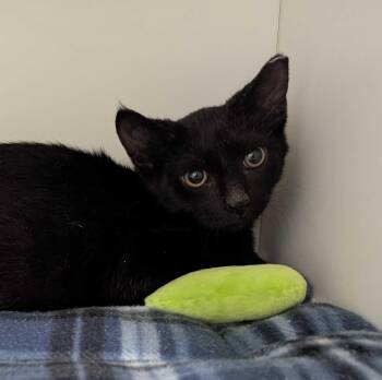 Din -  Domestic Short Hair Cat for Adoption in Seven Valleys, Pennsylvania - Din | PetCurious