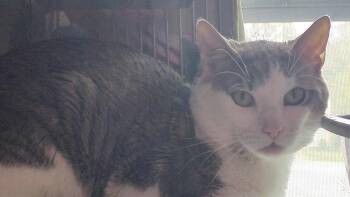 Frosted Sprinkle Cookie -  Domestic Short Hair Cat for Adoption in Papillion, Nebraska - Frosted Sprinkle Cookie | PetCurious