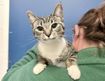 Domestic Short Hair Cats Available for Adoption in Columbus, Indiana - Marigold | PetCurious