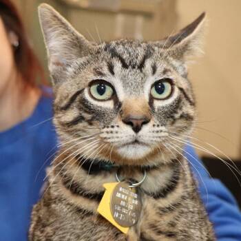 Fernando -  Domestic Short Hair Cat for Adoption in Port Washington, New York - Fernando | PetCurious