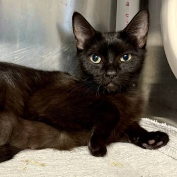 Rescue Domestic Short Hair Cats for Adoption in Palm Springs, California - Salsa | PetCurious