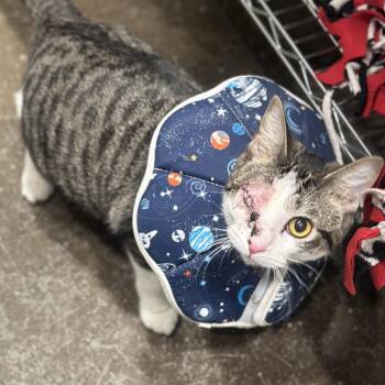 Domestic Short Hair Cats Available for Adoption in Matteson, Illinois - Wonder | PetCurious