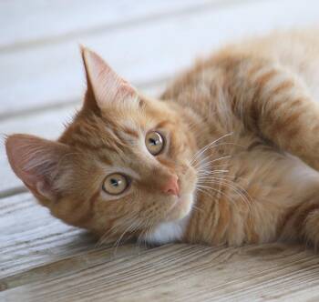 Jasper -  Domestic Medium Hair Cat for Adoption in North Fort Myers, Florida - Jasper | PetCurious