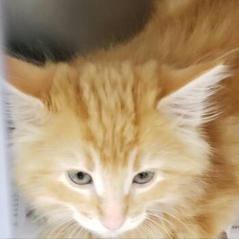 Progresso -  Domestic Long Hair Cat for Adoption in Pekin, Illinois - Progresso | PetCurious
