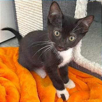 Uno -  Domestic Short Hair Cat for Adoption in Pleasant Hill, California - Uno | PetCurious