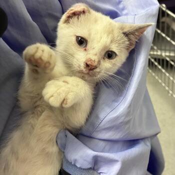 DJ Half Ear -  Domestic Short Hair Cat for Adoption in Carencro, Louisiana - DJ Half Ear | PetCurious