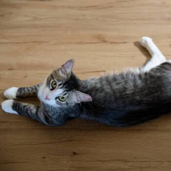 FIG -  Domestic Short Hair Cat for Adoption in Long Beach, California - FIG | PetCurious