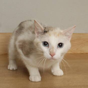 T-rex C70171 -  Domestic Short Hair Cat for Adoption in Minnetonka, Minnesota - T-rex C70171 | PetCurious