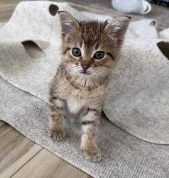 Cooper -  Domestic Short Hair Cat for Adoption in Erin, Ontario - Cooper | PetCurious