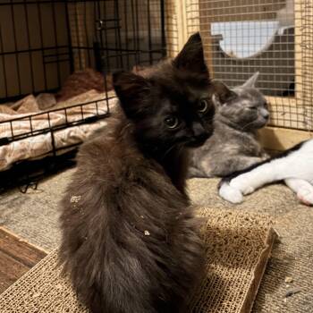 Sprocket -  Domestic Long Hair Cat for Adoption in Newark Valley, New York - Sprocket | PetCurious