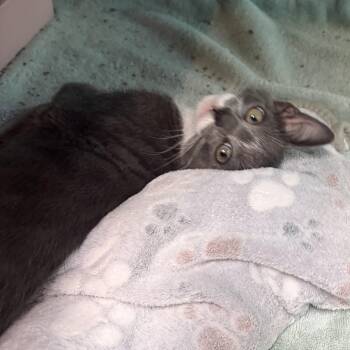 Peace -  Domestic Short Hair Cat for Adoption in Charleston, South Carolina - Peace | PetCurious