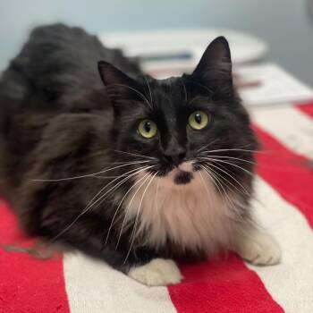 Domestic Medium Hair Cats Available for Adoption in Riverside, California - Muggy | PetCurious