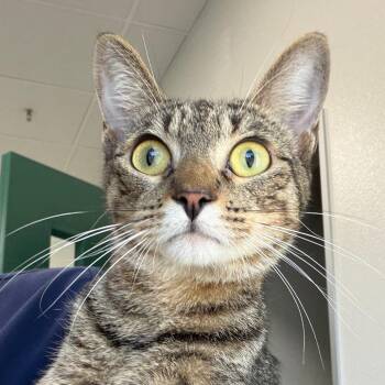 Suka -  Domestic Short Hair Cat for Adoption in Reno, Nevada - Suka | PetCurious