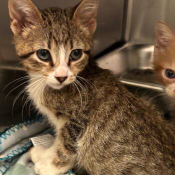 Princess Alise -  Domestic Short Hair Cat for Adoption in Columbus, Georgia - Princess Alise | PetCurious