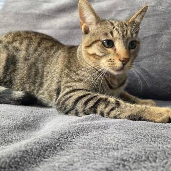 Domestic Short Hair Cats Available for Adoption in Brea, California - Psalm | PetCurious