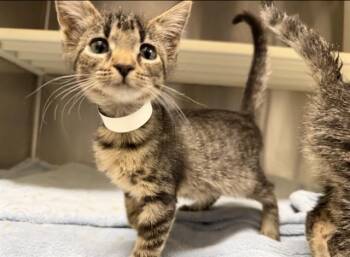BENEDICT -  Domestic Short Hair Cat for Adoption in Tustin, California - BENEDICT | PetCurious