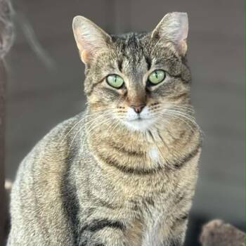 Zara -  Domestic Short Hair Cat Available for Adoption in Sedalia, Missouri - Zara | PetCurious