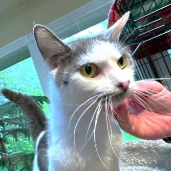 AWESOME AMARETTO -  Turkish Angora and Russian Blue Cat for Adoption in Oakwood, Georgia - AWESOME AMARETTO | PetCurious
