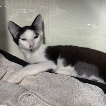 Glitter -  Domestic Short Hair Cat for Adoption in Los Angeles, California - Glitter | PetCurious