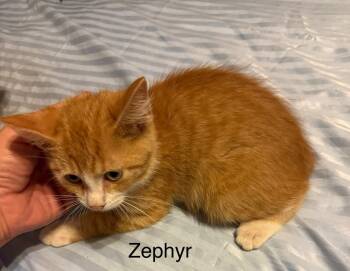 Rescue Domestic Short Hair Cats for Adoption in Safety Harbor, Florida - Zephyr | PetCurious