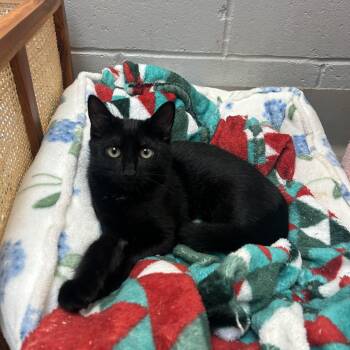 Hanna -  Domestic Short Hair Cat for Adoption in Peconic, New York - Hanna | PetCurious