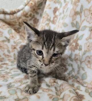 JUDE -  Domestic Short Hair Cat for Adoption in San Bernardino, California - JUDE | PetCurious