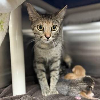 PENNY -  Domestic Short Hair Cat for Adoption - PENNY | PetCurious