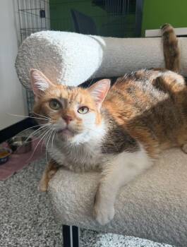 Domestic Short Hair Cats Available for Adoption in Cortland, Ohio - Josie | PetCurious