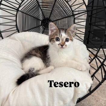 Domestic Short Hair Cats Available for Adoption in Eagle Mountain, Utah - Tesero Larson | PetCurious