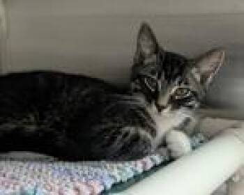 Cilantro -  Domestic Short Hair Cat for Adoption in Seattle, Washington - Cilantro | PetCurious