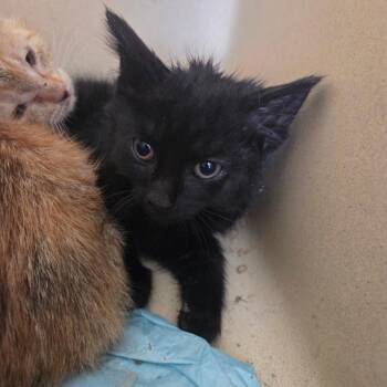 Euginia -  Domestic Short Hair Cat for Adoption in Lexington, Kentucky - Euginia | PetCurious