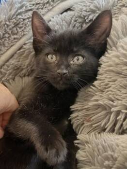 Lily -  Domestic Short Hair Cat Available for Adoption in Santa Cruz, California - Lily | PetCurious