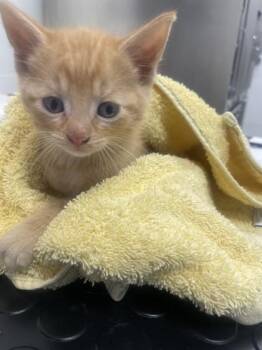 Yoshi -  Domestic Short Hair Cat for Adoption in Roseville, California - Yoshi | PetCurious