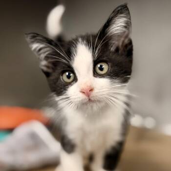Oxley -  Domestic Short Hair Cat for Adoption in Stafford Township, New Jersey - Oxley | PetCurious