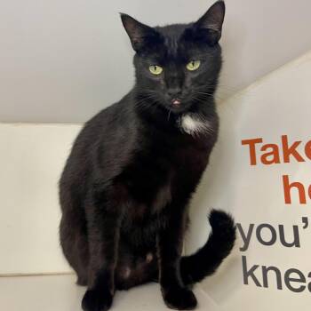 Yardzen -  Domestic Short Hair Cat for Adoption in Los Angeles, California - Yardzen | PetCurious