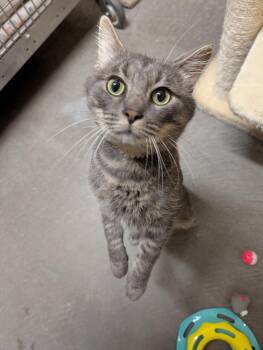 Rescue Domestic Short Hair Cats for Adoption in Renfrew, Pennsylvania - Kevin | PetCurious